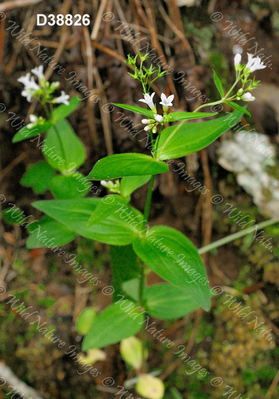 Purple Bluet (Houstonia purpurea)